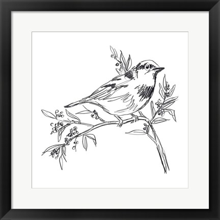 Framed Simple Songbird Sketches I Print