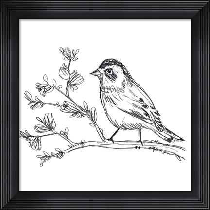 Framed Simple Songbird Sketches II Print