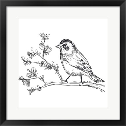 Framed Simple Songbird Sketches II Print