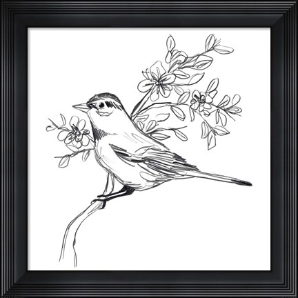 Framed Simple Songbird Sketches III Print