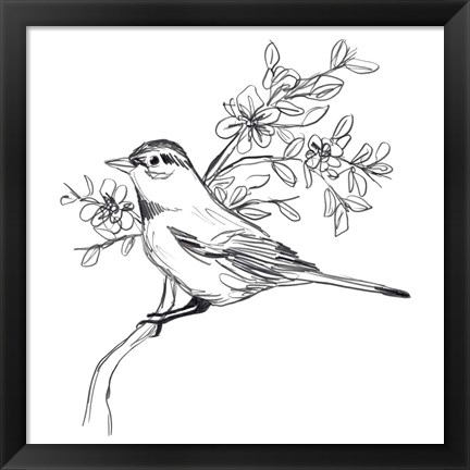 Framed Simple Songbird Sketches III Print