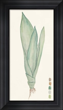 Framed Snake Plants II Print