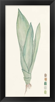 Framed Snake Plants II Print
