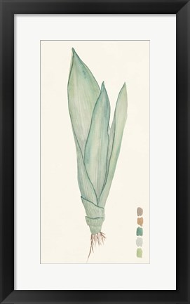 Framed Snake Plants II Print