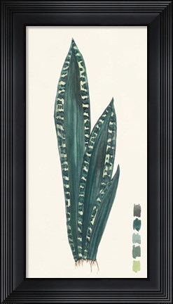 Framed Snake Plants III Print