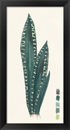 Framed Snake Plants III Print