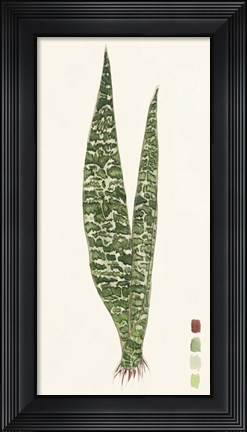 Framed Snake Plants IV Print