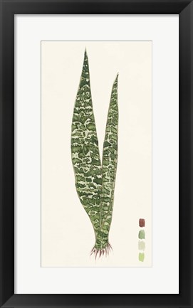 Framed Snake Plants IV Print