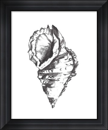 Framed Seashell Study I Print