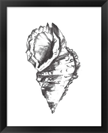 Framed Seashell Study I Print