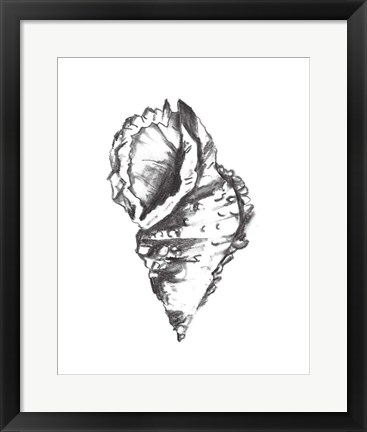 Framed Seashell Study I Print