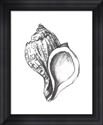 Framed Seashell Study II Print