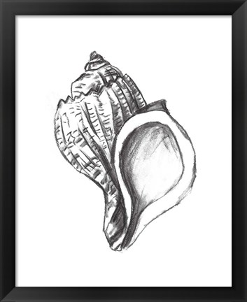 Framed Seashell Study II Print