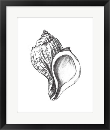 Framed Seashell Study II Print