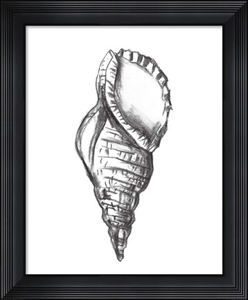 Framed Seashell Study III Print