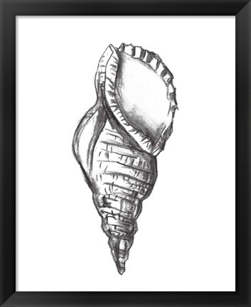 Framed Seashell Study III Print