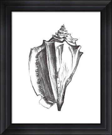 Framed Seashell Study IV Print
