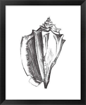 Framed Seashell Study IV Print