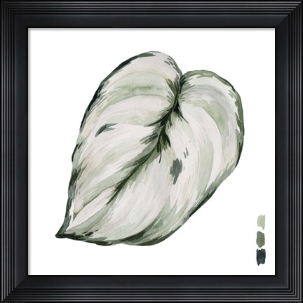 Framed Scindapsus III Print
