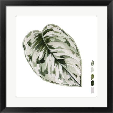 Framed Scindapsus IV Print