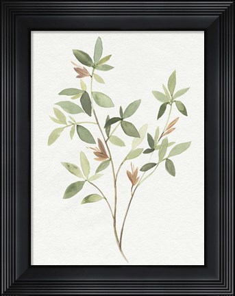 Framed Single Sprig I Print