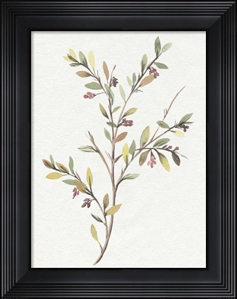 Framed Single Sprig II Print