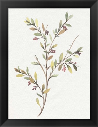 Framed Single Sprig II Print