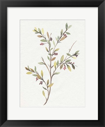 Framed Single Sprig II Print