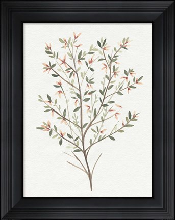 Framed Single Sprig III Print