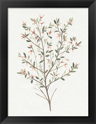 Framed Single Sprig III Print