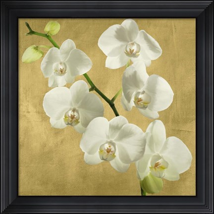 Framed Orchids on a Golden Background I Print
