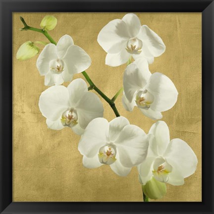 Framed Orchids on a Golden Background I Print