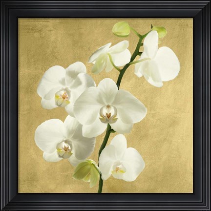 Framed Orchids on a Golden Background II Print