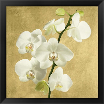 Framed Orchids on a Golden Background II Print