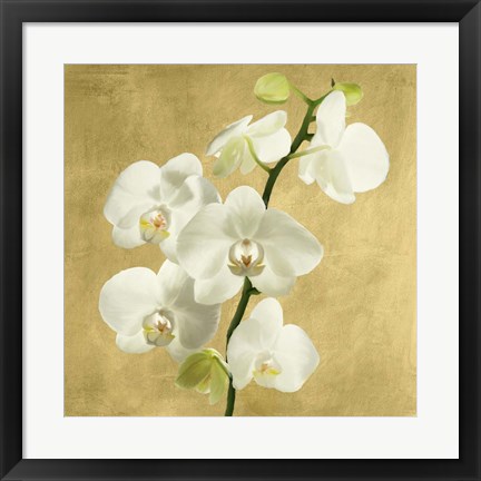 Framed Orchids on a Golden Background II Print