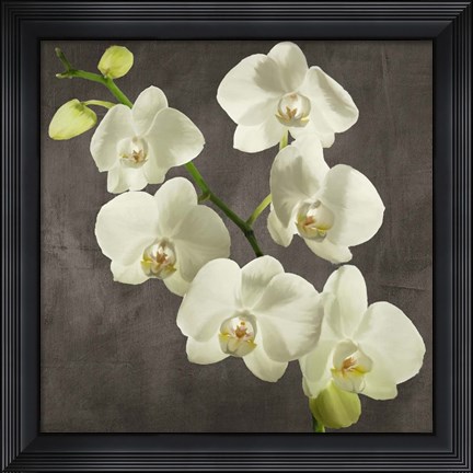 Framed Orchids on Grey Background I Print