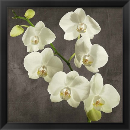 Framed Orchids on Grey Background I Print