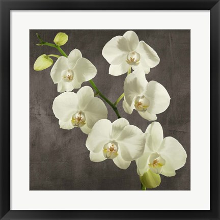 Framed Orchids on Grey Background I Print