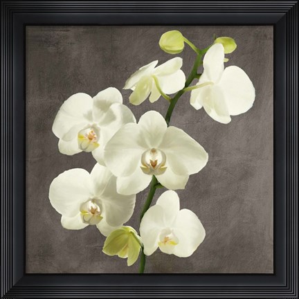 Framed Orchids on Grey Background II Print