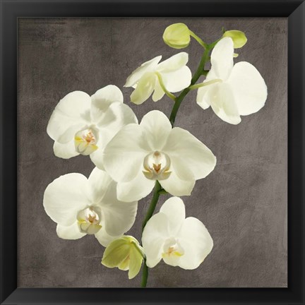 Framed Orchids on Grey Background II Print