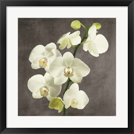 Framed Orchids on Grey Background II Print