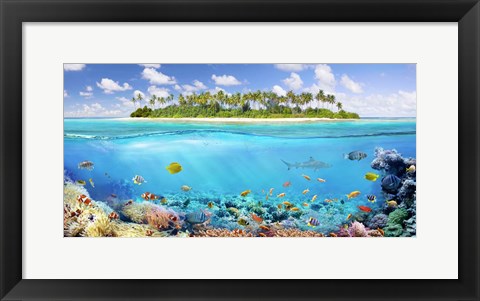 Framed Coral Reef Print