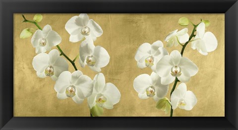 Framed Orchids on a Golden Background Print