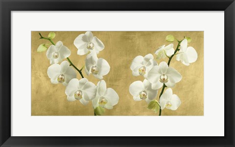 Framed Orchids on a Golden Background Print