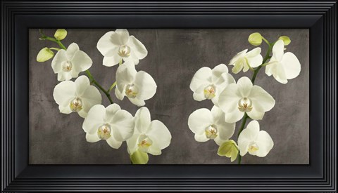 Framed Orchids on Grey Background Print
