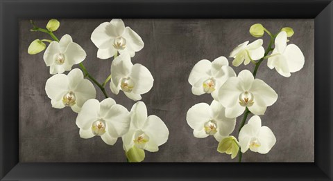 Framed Orchids on Grey Background Print