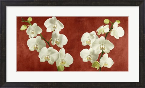 Framed Orchids on Red Background Print