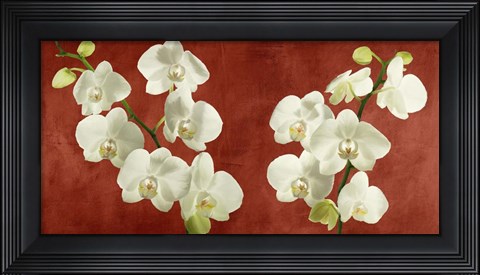 Framed Orchids on Red Background Print