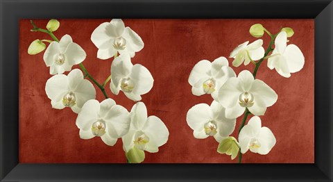 Framed Orchids on Red Background Print