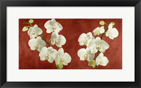 Framed Orchids on Red Background Print